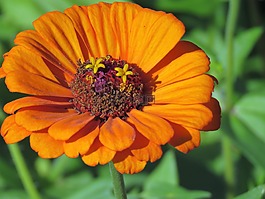 花,橙色,锈