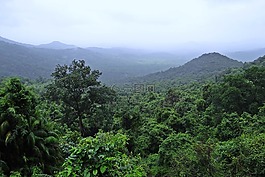 雨林,mollem 國家公園,西高止山脈