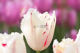 郁金香,百合,性質(zhì)