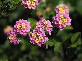 马缨丹,植物,鲜花