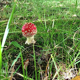 飛木耳,蘑菇,森林