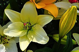 夏天,鲜花,花园
