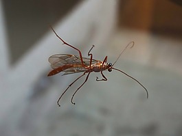 昆蟲,翼,探頭