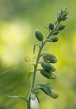 頂針,芽,花園