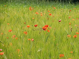罌粟,紅罌粟,klatschmohn