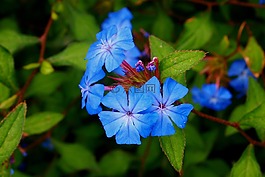 蓝色花,花瓣,长春