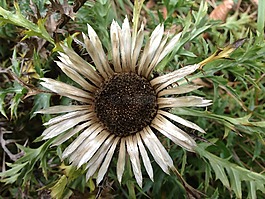 花,秋,自然
