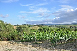wineyard,grapeyard,葡萄农场