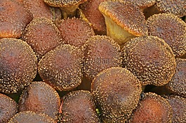 蘑菇,布朗,秋季