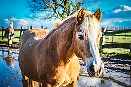 warmblut,马,母马