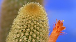 仙人掌,景觀,植物