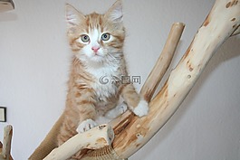 主要摆放好,maincoon,猫