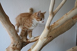 主要摆放好,maincoon,猫