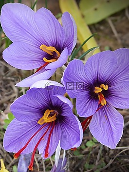 azafran,番紅花的花,鮮花
