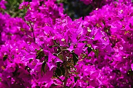 叶子花,鲜花,紫