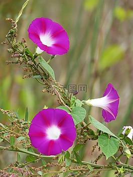 風信子,鮮花,美