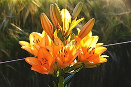 百合花,橙,开花
