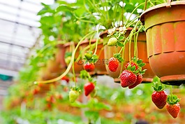 草莓,水果,漿果