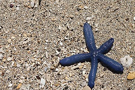海星,水,海滩