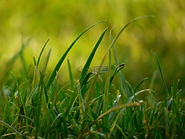草,葉片,花園