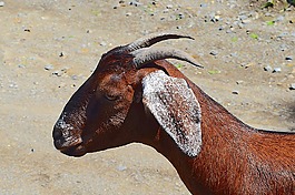 山羊,肖像,牛角