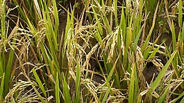 水稻,aren,綠色
