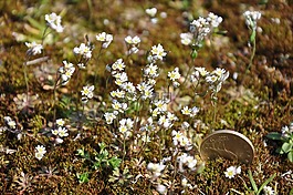 moss,花卉,性質(zhì)