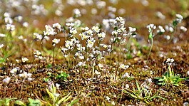 moss,花卉,性質(zhì)