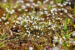 moss,花卉,性質(zhì)
