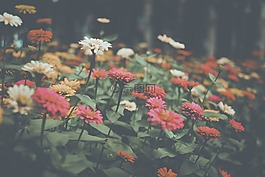花,花園,自然