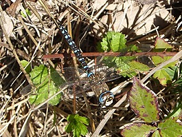 蜻蜓,anax imperatror,美