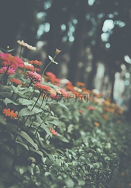 鮮花,自然,水