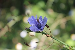 花,愛,花卉