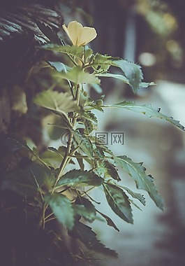 樹,模糊,自然