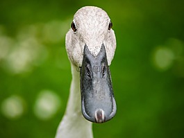 鴨,印度的轉(zhuǎn)輪,鳥