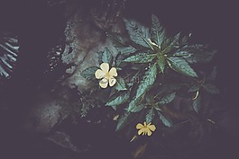 花,葉子,樹