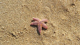 海星,萊茵堡,荷蘭
