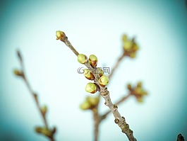 科,春天,芽
