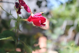 花,玫瑰,紅色