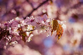 花,自然,粉紅色