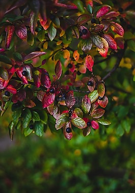 花,樹,自然