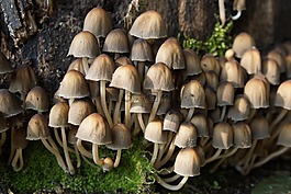 蘑菇,森林,秋季