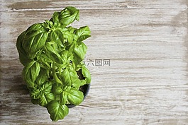 羅勒,植物,綠色
