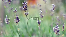 植物,自然,花