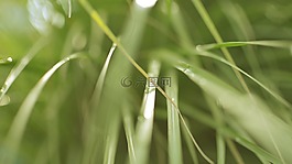 草,刀片,自然