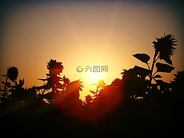 烏克蘭,字段,向日葵