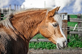 warmblut,马,母马