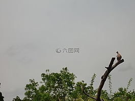 野生生活,斯里蘭卡,鳥