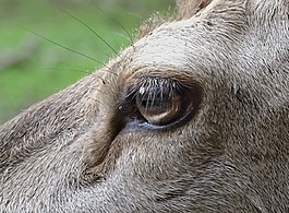 鹿,動物,眼