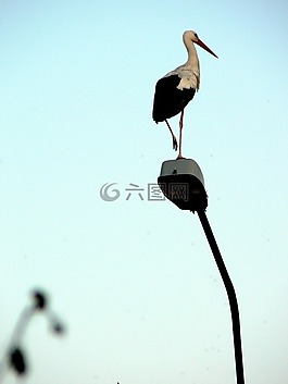 鹳,马祖,giby